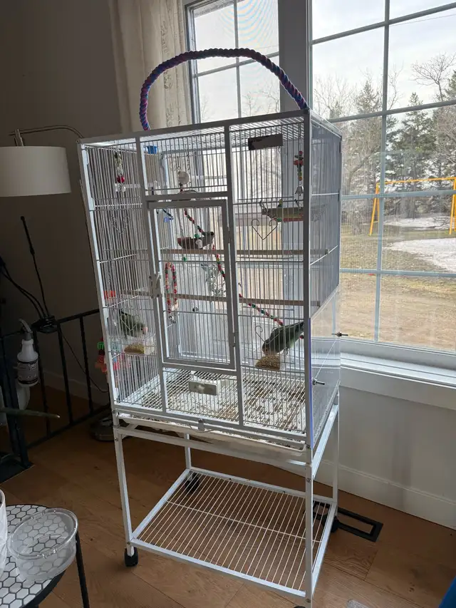 A pair of Lovebirds - Photo 4