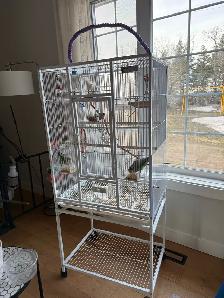 A pair of Lovebirds - Photo 4