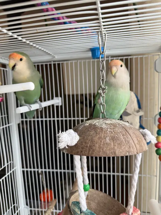 A pair of Lovebirds - Photo 5