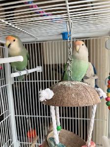 A pair of Lovebirds - Photo 5