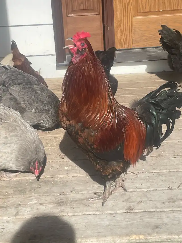 FREE VERY COLOURFUL ROOSTER