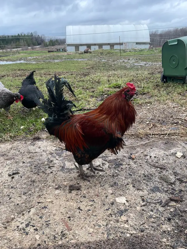 FREE VERY COLOURFUL ROOSTER - Photo 2