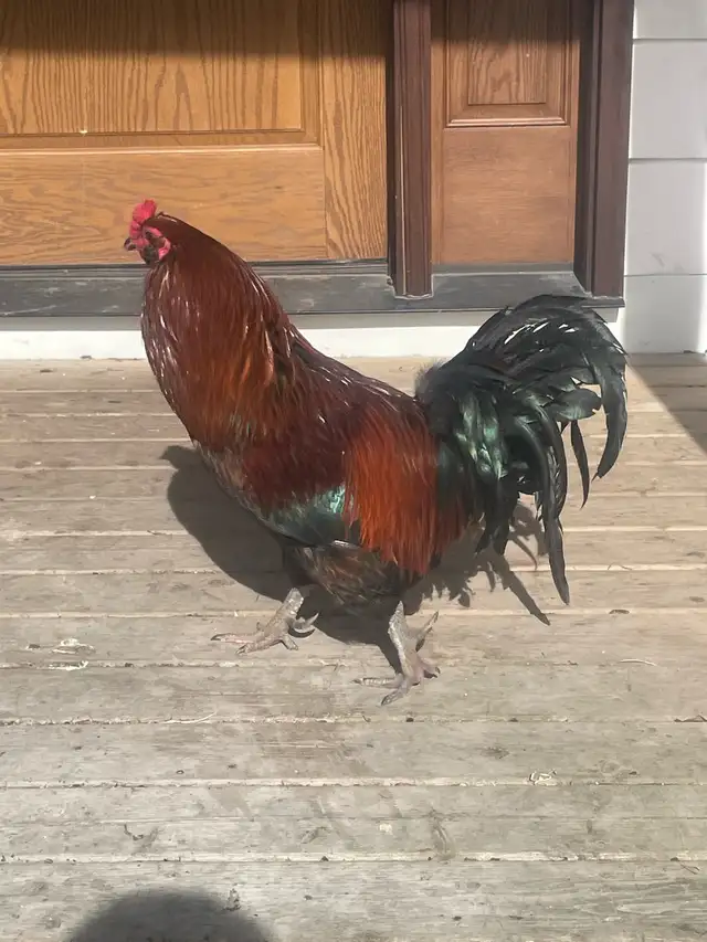 FREE VERY COLOURFUL ROOSTER - Photo 3