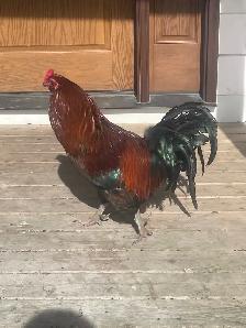 FREE VERY COLOURFUL ROOSTER - Photo 3
