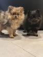 Chiot Poméranien