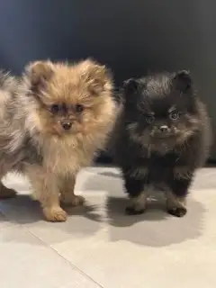 Chiot Poméranien - Photo 2