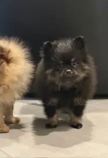 Chiot Poméranien - Photo 3