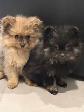 Chiot Poméranien - Photo 4