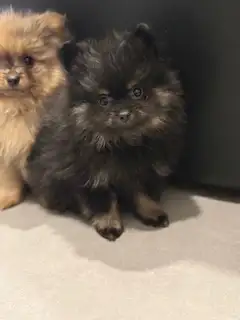 Chiot Poméranien - Photo 5