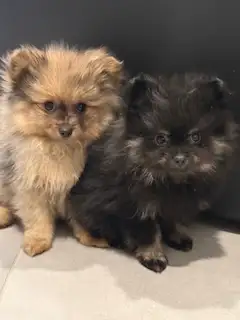 Chiot Poméranien - Photo 6