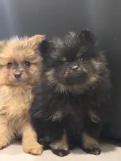 Chiot Poméranien - Photo 7