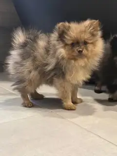 Chiot Poméranien - Photo 8