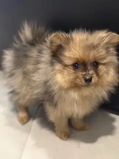 Chiot Poméranien - Photo 9