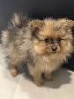 Chiot Poméranien - Photo 9