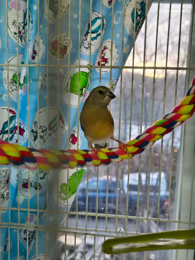 Diament de gould - Photo 2