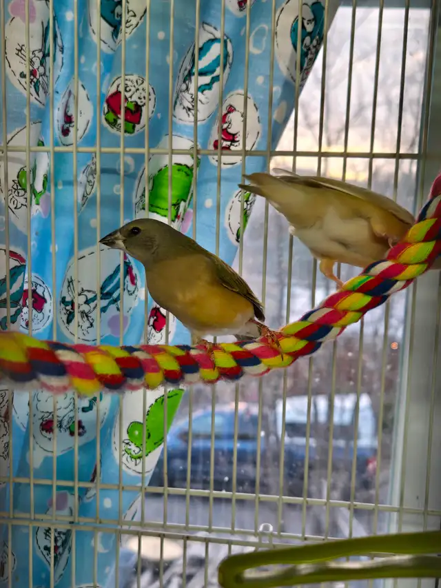 Diament de gould - Photo 3