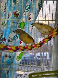 Diament de gould - Photo 3