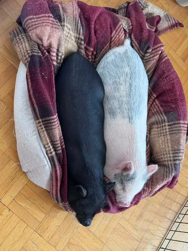 cochon miniature - Photo 2