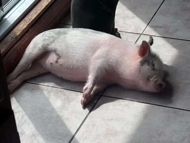 cochon miniature - Photo 3