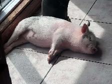 cochon miniature - Photo 3