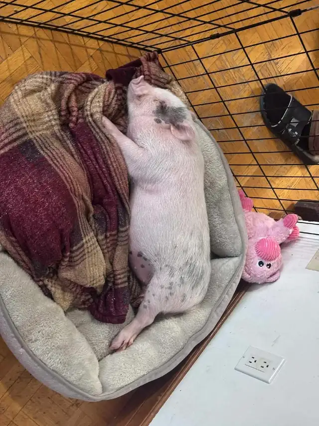 cochon miniature - Photo 4