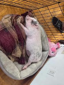 cochon miniature - Photo 4