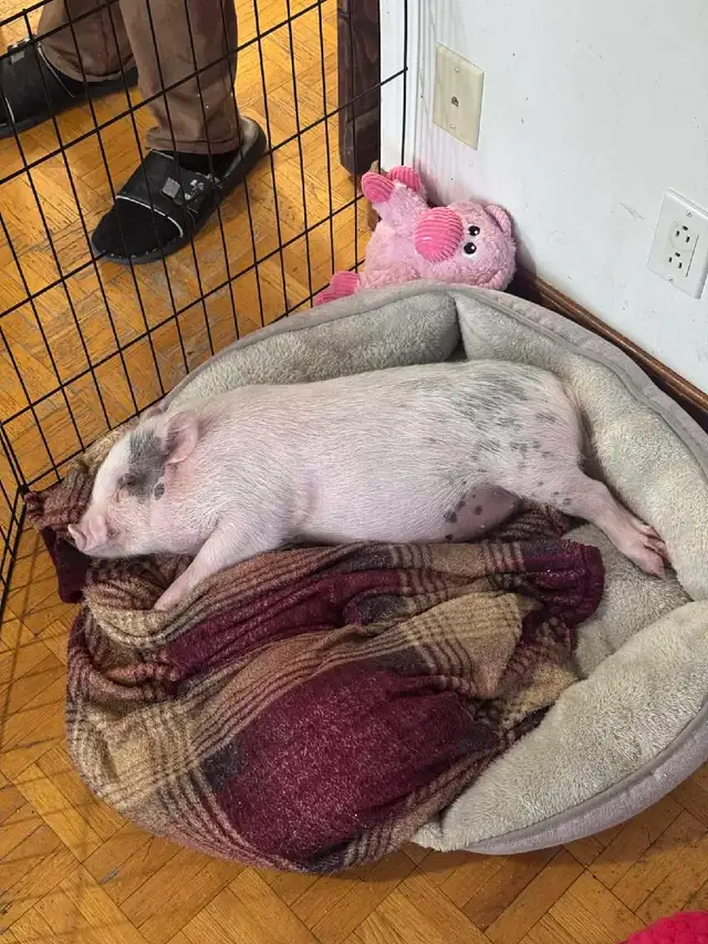 cochon miniature - Photo 5