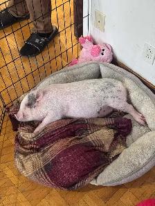 cochon miniature - Photo 5