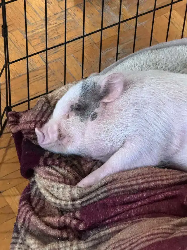 cochon miniature - Photo 6