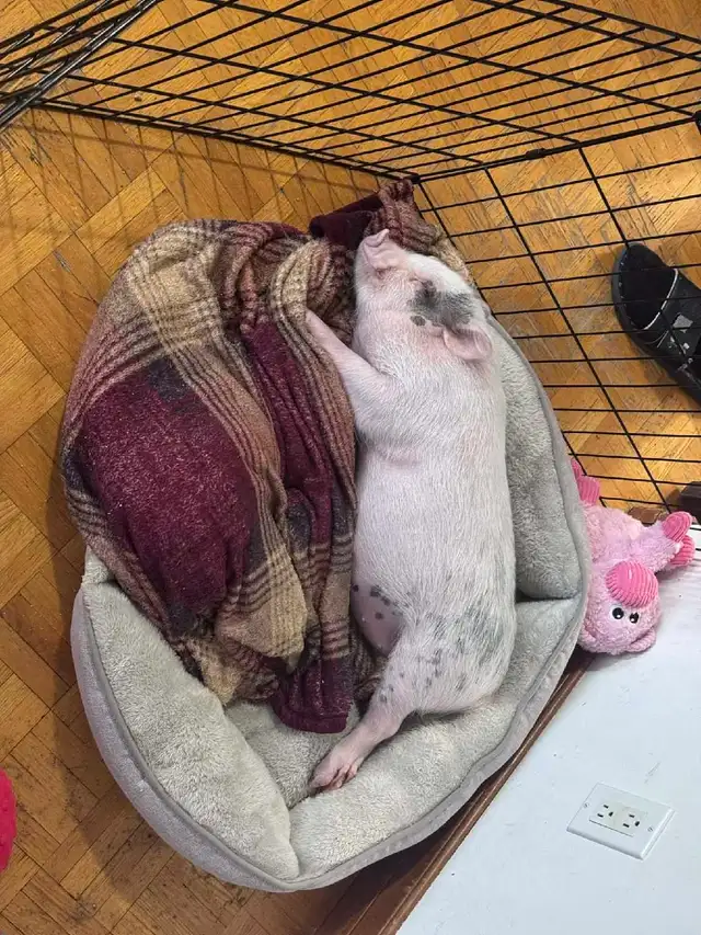 cochon miniature - Photo 7