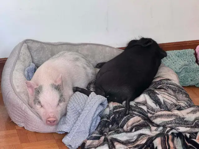 cochon miniature - Photo 8