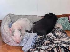 cochon miniature - Photo 8