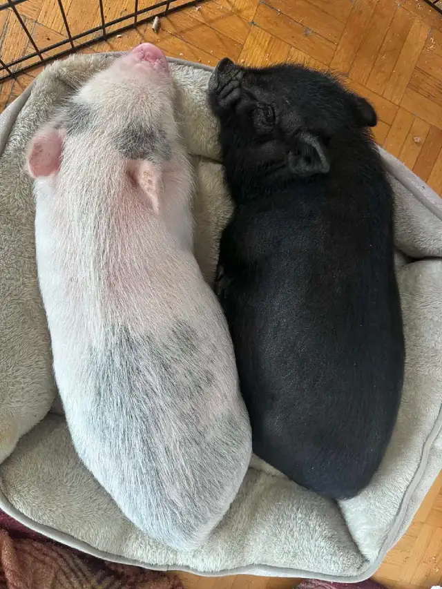 cochon miniature - Photo 9