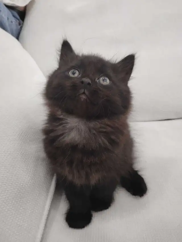 Chaton Sibérien hypoallergénique - Photo 4