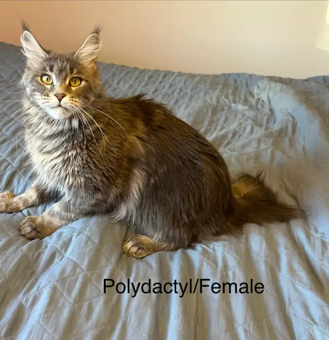 Beautiful purebred Maine Coon kittens - Photo 2