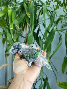 Indian ringneck babies (Green)