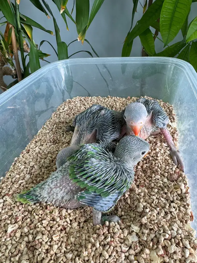 Indian ringneck babies (Green) - Photo 2