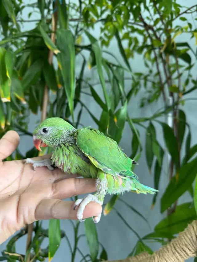 Indian ringneck babies (Green) - Photo 3