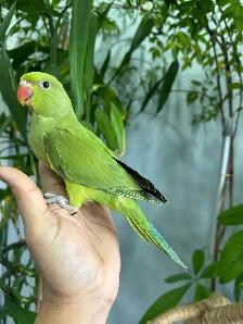 Indian ringneck babies (Green) - Photo 4