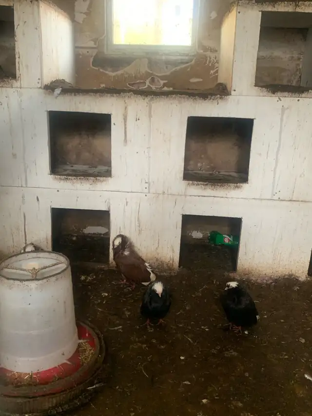 FREE PIGEONS - Photo 2