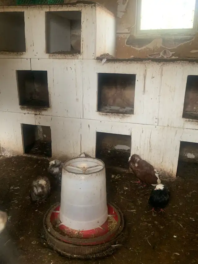 FREE PIGEONS - Photo 3