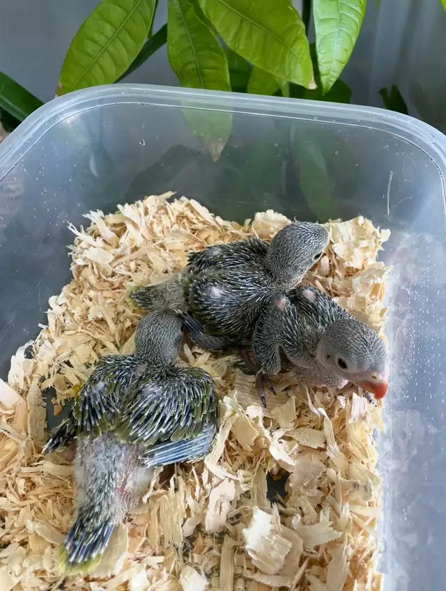 Indian ringneck parrot babies (Olive Green)