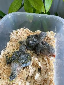 Indian ringneck parrot babies (Olive Green)