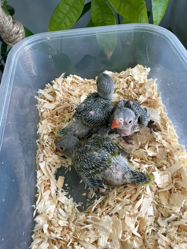 Indian ringneck parrot babies (Olive Green) - Photo 2