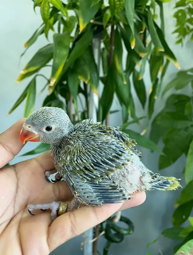 Indian ringneck parrot babies (Olive Green) - Photo 3