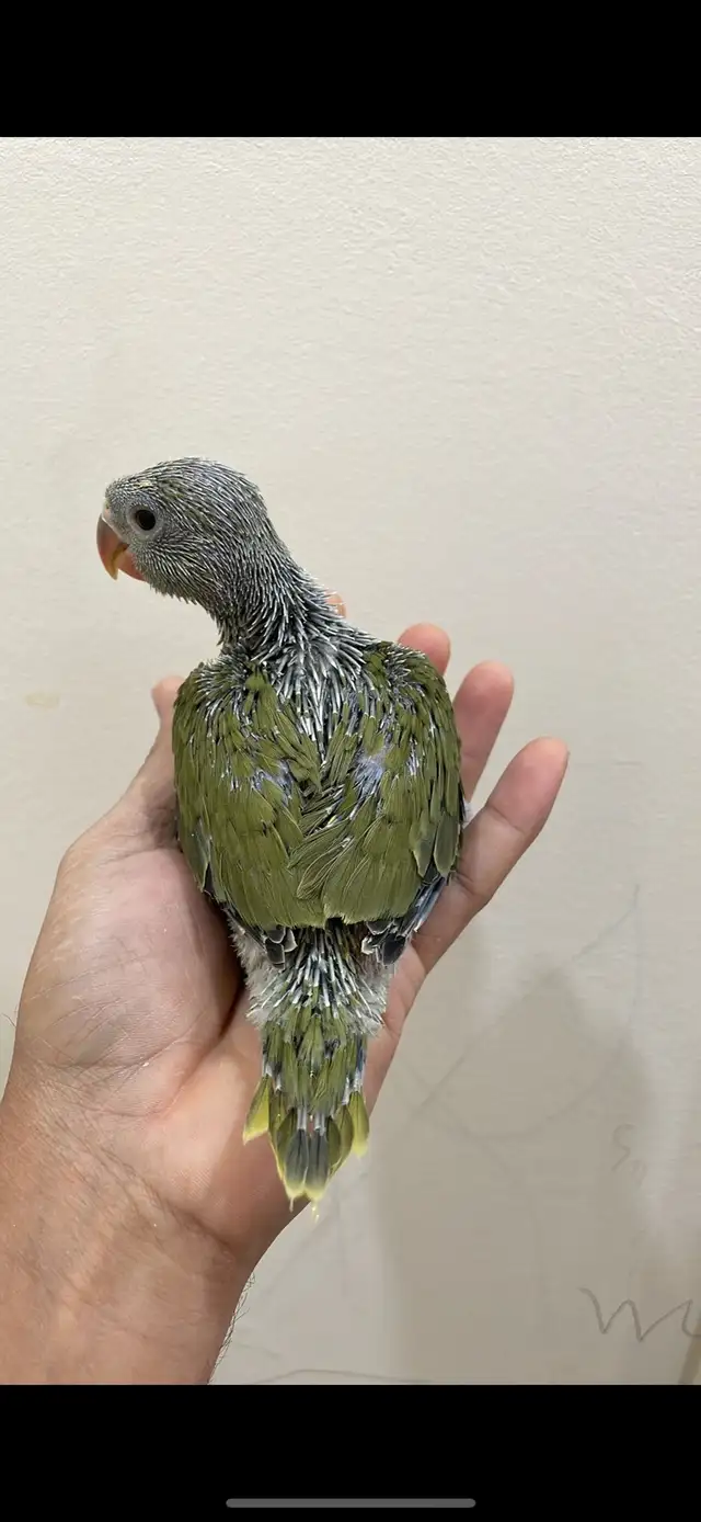 Indian ringneck parrot babies (Olive Green) - Photo 4