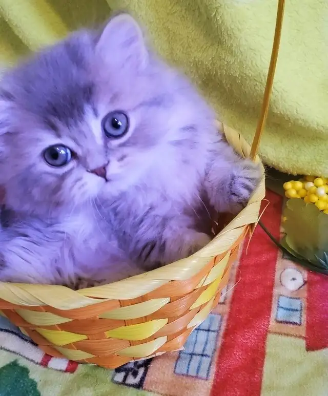 Purebred British Longhair Kitten Female Blue