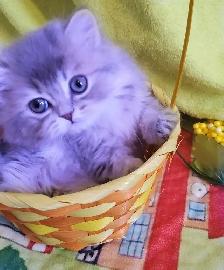 Purebred British Longhair Kitten Female Blue