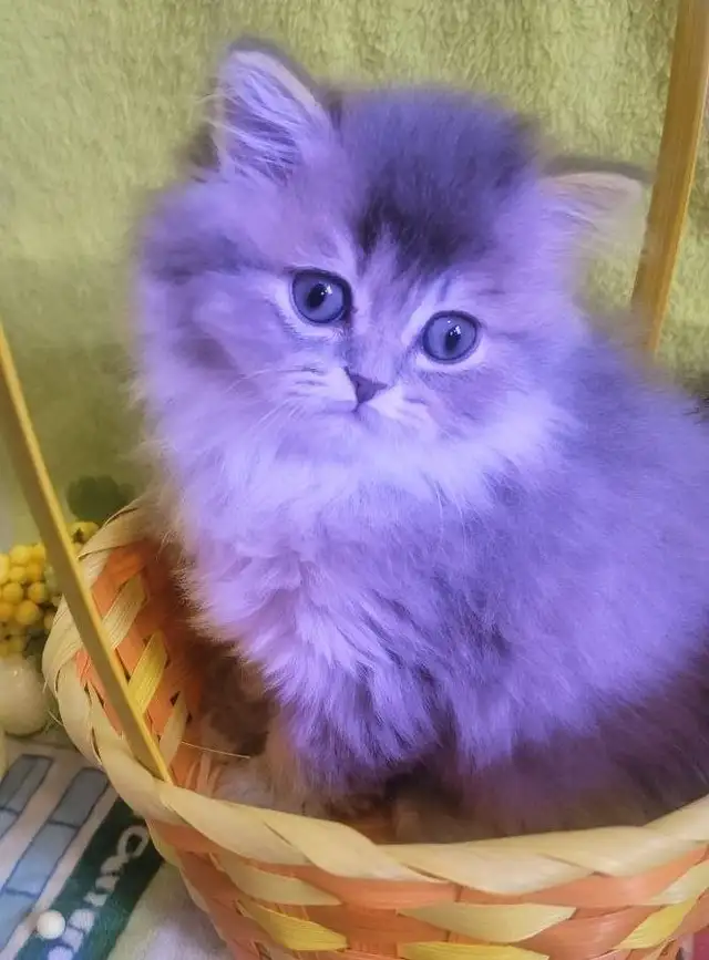 Purebred British Longhair Kitten Female Blue - Photo 2