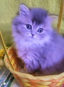 Purebred British Longhair Kitten Female Blue - Photo 2
